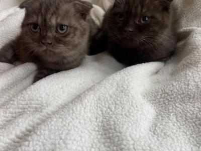 Brown Scottish Fold Kittens - Scottish Straight - Gallery Photo #1
