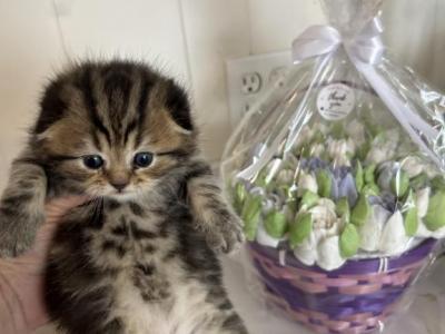 Theo - Scottish Fold - Gallery Photo #1