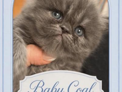 Baby Coal - Persian - Gallery Photo #1