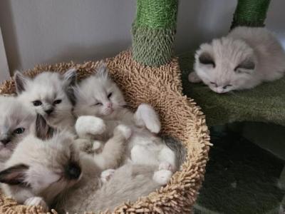 Claras Litter - Ragdoll - Gallery Photo #1