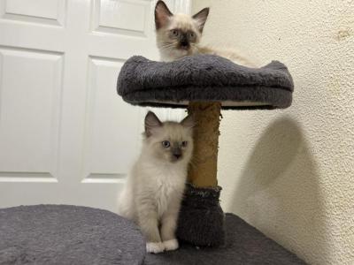 Kisa - Ragdoll - Gallery Photo #1
