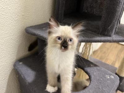 Kisa - Ragdoll - Gallery Photo #1