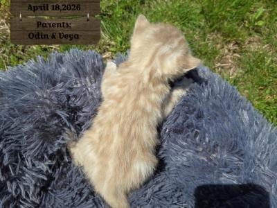 CASPER Snow Bengal - Bengal - Gallery Photo #1