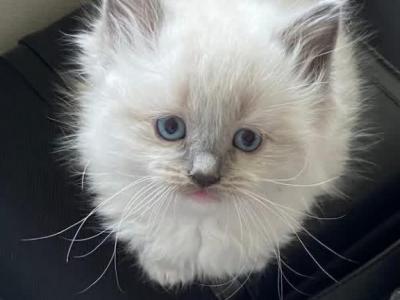 Brutus - Ragdoll - Gallery Photo #1