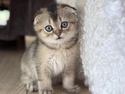 Jasper - Scottish Fold - Gallery Photo #1