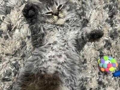 Mohave Bobtail - Pixie-Bob - Gallery Photo #1