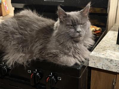 Sapphire Litter 4 - Maine Coon - Gallery Photo #1