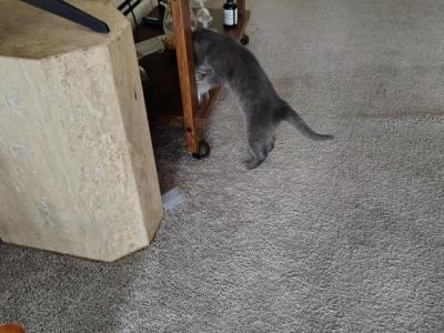 Crawler - Russian Blue - Gallery Photo #1