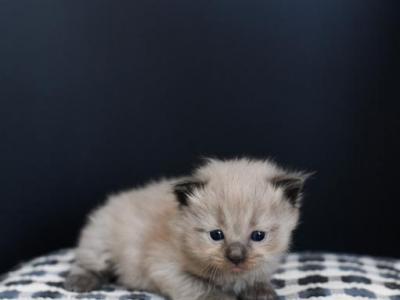 Mink Sealpoint Females - Ragdoll - Gallery Photo #1
