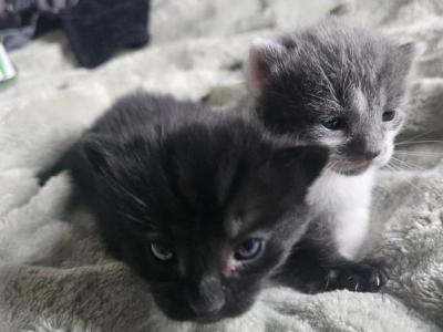Shadow And Ash - Domestic - Gallery Photo #1