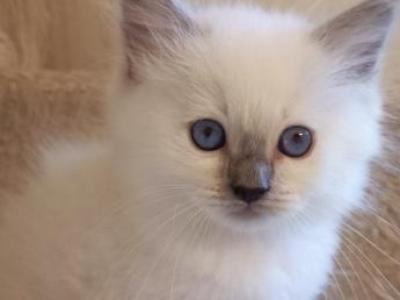 Ragdoll Kittens - Ragdoll - Gallery Photo #1
