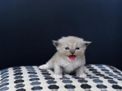 Bluepoint Mink Ragdoll Male And Female - Ragdoll - Gallery Photo #1