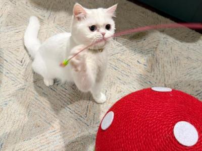 Snowy - Persian - Gallery Photo #1