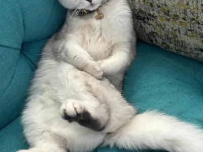 Coco - Scottish Fold - Gallery Photo #1