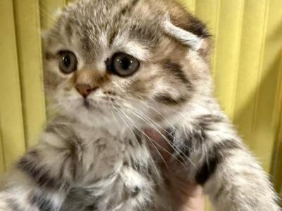 Polly - Scottish Fold - Gallery Photo #1
