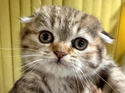 Polly - Scottish Fold - Gallery Photo #1