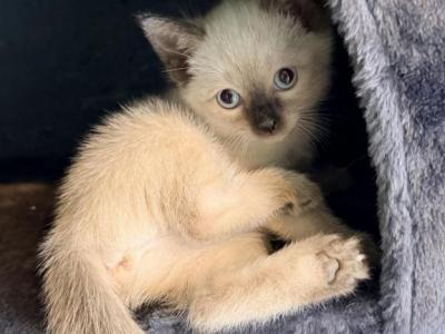 The Cuddle Cloud Litter - Siamese - Gallery Photo #1