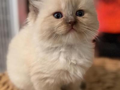 Azalea - Ragdoll - Gallery Photo #1