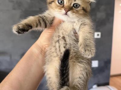Milo - Scottish Straight - Gallery Photo #1