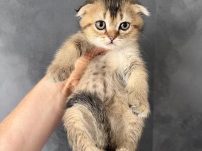 Muffin - Scottish Fold - Gallery Photo #1
