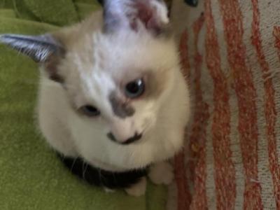 Snow's Snowshoe Siamese - Siamese - Gallery Photo #1