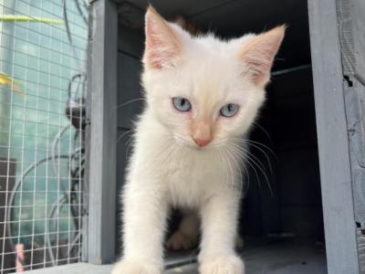 Flame - Siamese - Gallery Photo #1