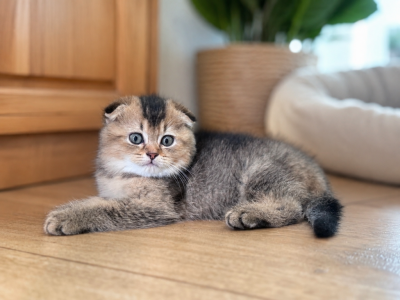 Mimi - Scottish Fold - Gallery Photo #1