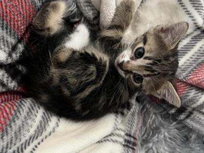 Loving Cats Looking For Home - American Shorthair - Gallery Photo #1