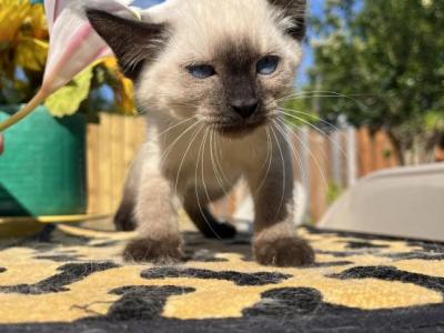Peanut - Siamese - Gallery Photo #1