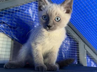 Dash - Siamese - Gallery Photo #1