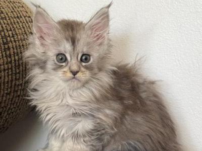 Olivia - Maine Coon - Gallery Photo #1