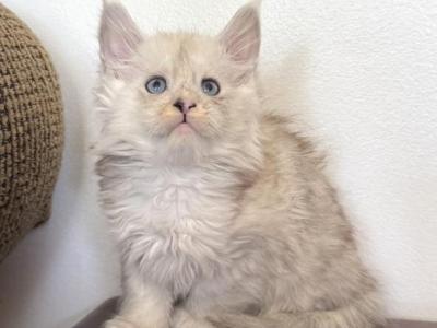 Amelia - Maine Coon - Gallery Photo #1