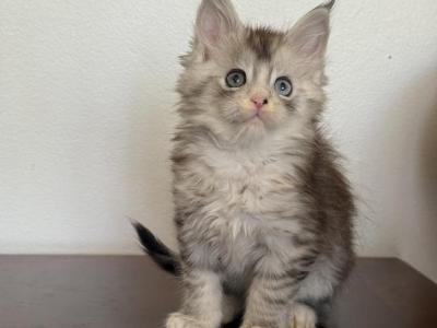 Ellie - Maine Coon - Gallery Photo #1