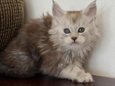 Charlotte - Maine Coon - Gallery Photo #1