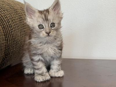 Sophia - Maine Coon - Gallery Photo #1