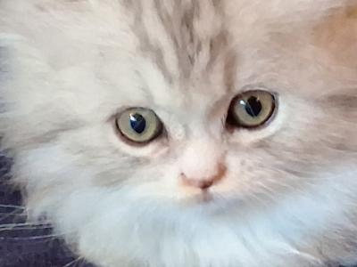 Munchkin Purrsian - Munchkin - Gallery Photo #1