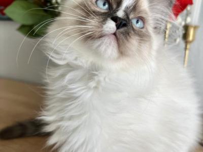 Valentine Babies - Ragdoll - Gallery Photo #1
