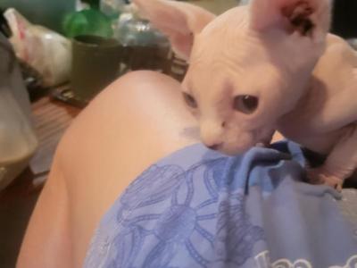 Kitty - Sphynx - Gallery Photo #1