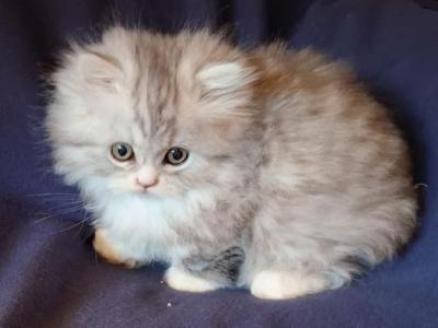 Munchkin Chinchilla - Munchkin - Gallery Photo #1