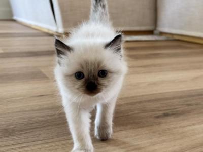 March Babies - Ragdoll - Gallery Photo #1