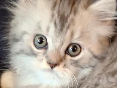 Munchkin Purrrsian - Munchkin - Gallery Photo #1