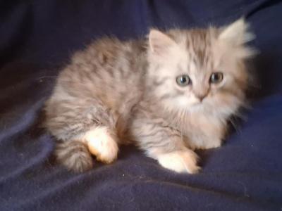 Reduced Munchkin Persian - Munchkin - Gallery Photo #1