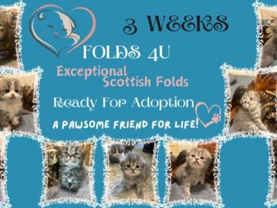 Maddie Mac Litter 3 Week 3 - Scottish Fold - Gallery Photo #1