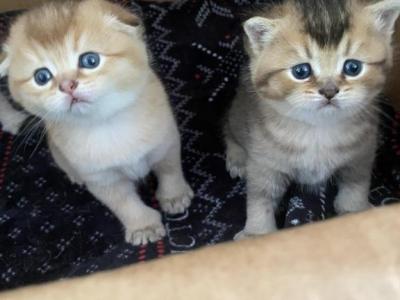 Adorable Babies - Scottish Fold - Gallery Photo #1