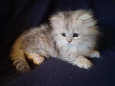 Munchkin Persian - Munchkin - Gallery Photo #1