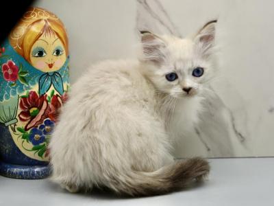 Knight Of RomanovCats - Siberian - Gallery Photo #1