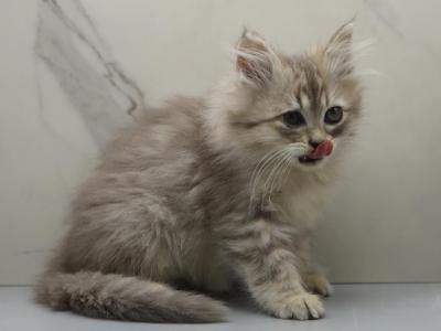 Kiri Of RomanovCats - Siberian - Gallery Photo #1