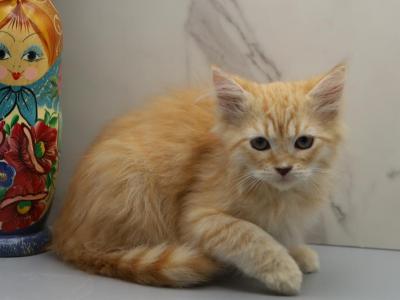 Jungle Of RomanovCats - Siberian - Gallery Photo #1