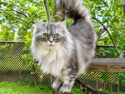 Shaye - Ragamuffin - Gallery Photo #1