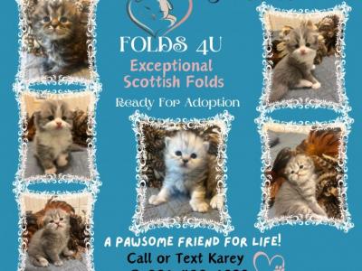 Maddie Mac Litter 3 Week 3 - Scottish Fold - Gallery Photo #1
